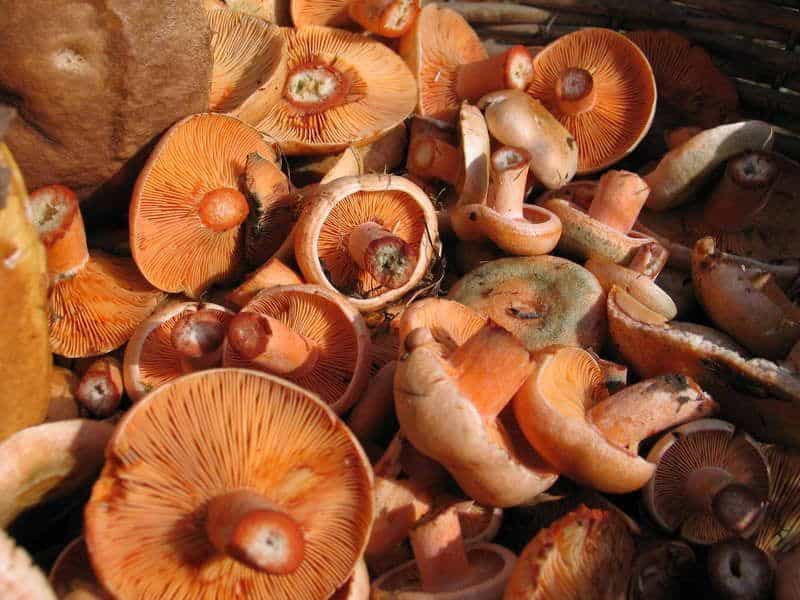 champignons