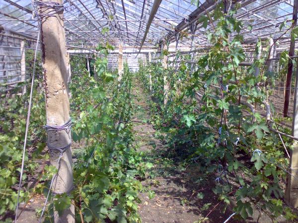 grape bushes in the greenhouse