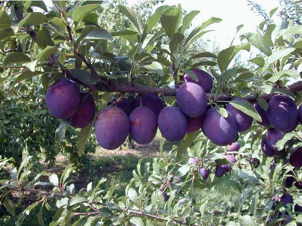 dahan pokok plum