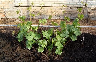 planted grapes