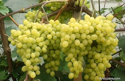 Uvas Aleshenkin