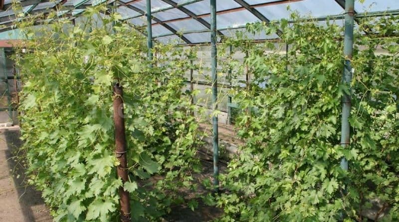 growing grapes in a greenhouse