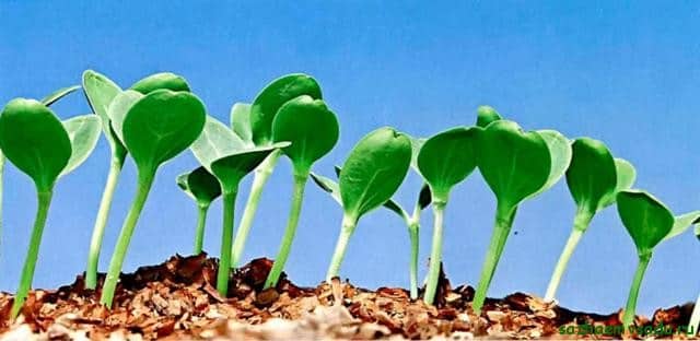 seedling watermelon