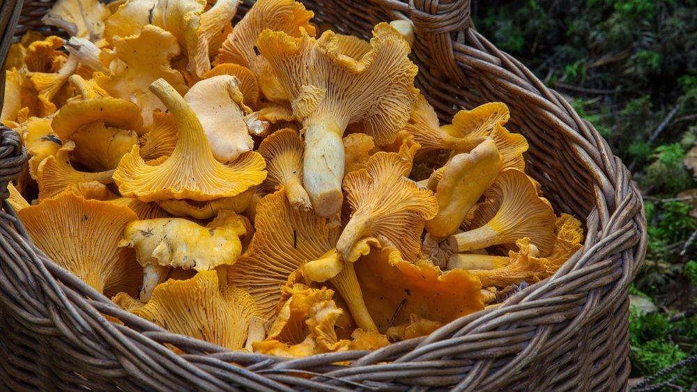 chanterelles