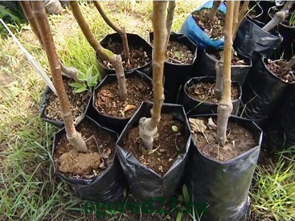 apple seedlings