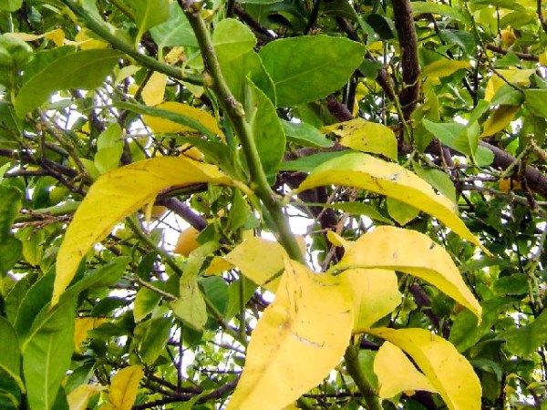 feuilles jaunies du pommier