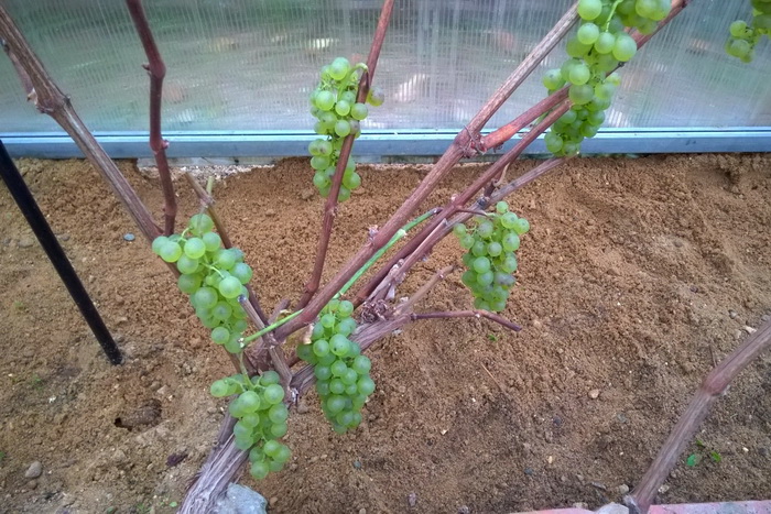 ripe grapes