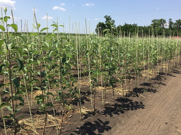 abricots plantés