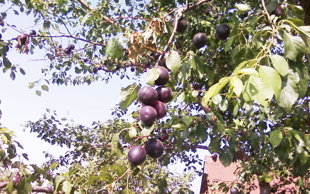 apricot black velvet