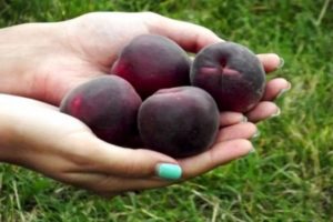 Description of the apricot variety Black Prince and its characteristics, taste and agricultural technology