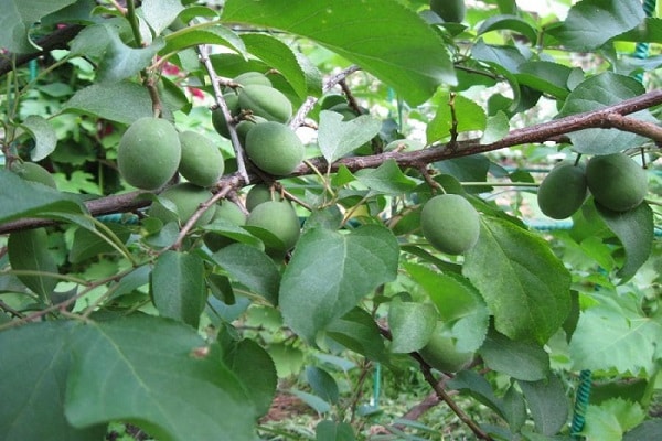 albaricoques verdes