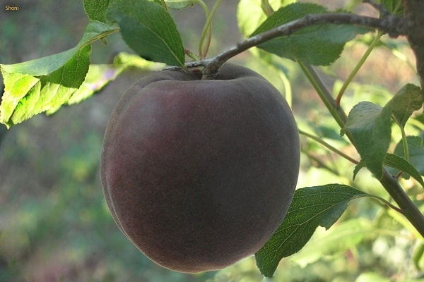 apricot varieties