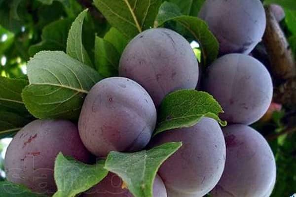 purple fruit