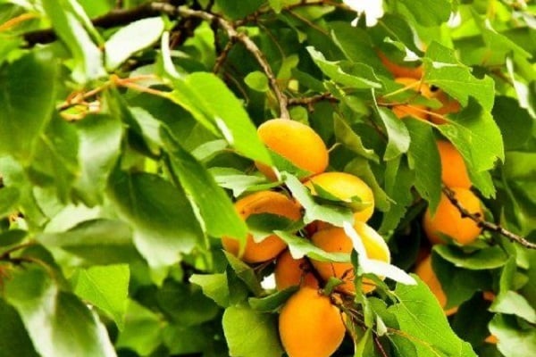 growth of apricots