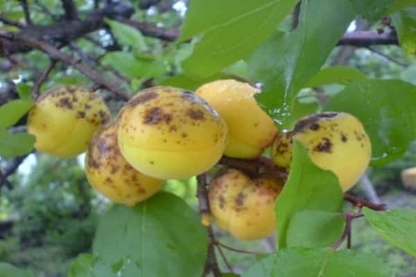 disease on berries