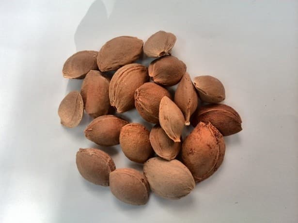 apricot kernel