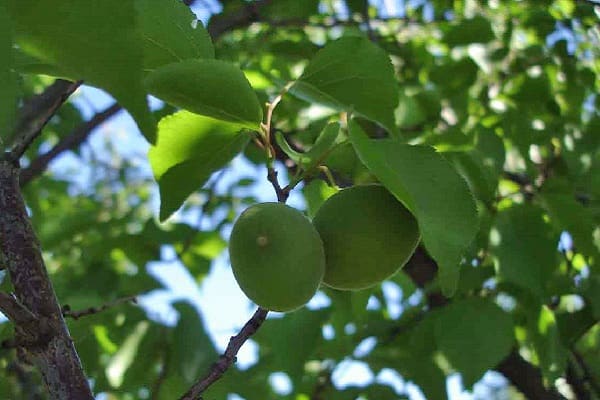 buah-buahan hijau