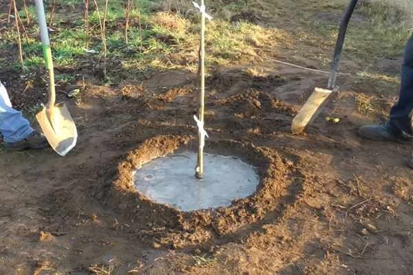 watering a tree