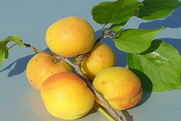 abricots kichiginsky