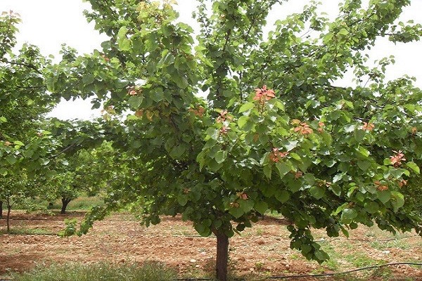 arbol maduro