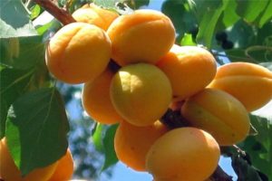 Description of the variety of apricots Kievskiy Early, characteristics of frost resistance and yield