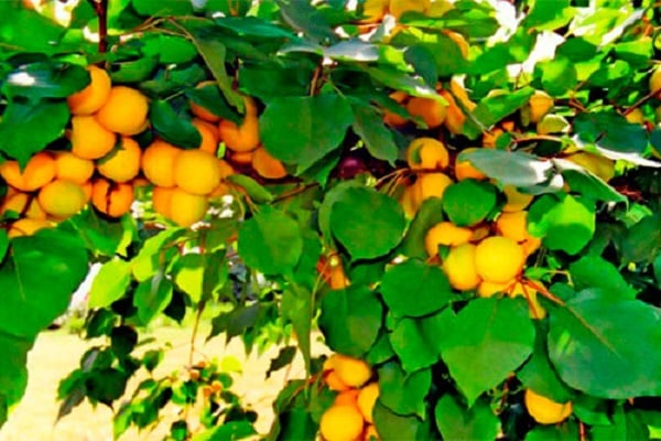 árbol floreciente