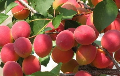 ripe apricot