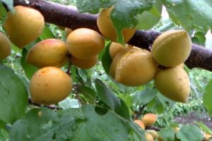 Description of the Manitoba apricot variety, yield, planting and care