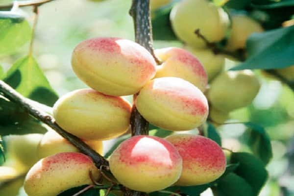 ripening of fruits