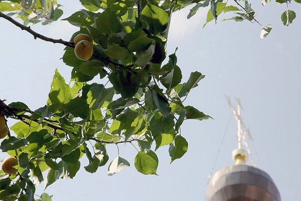 fruta de la iglesia