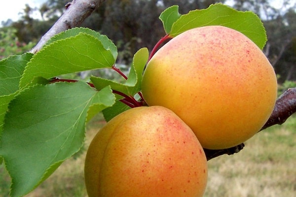 desventajas de variedad