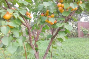 Descripción de la variedad de albaricoque de Nueva Jersey, características de rendimiento y por qué cae el ovario