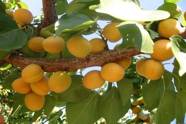 couleur des fruits