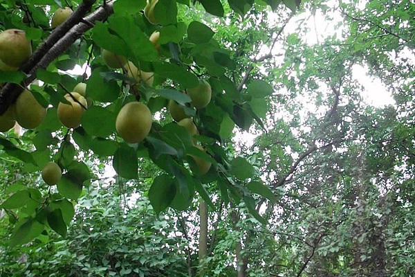 ripening time