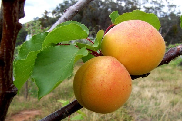 melocotón albaricoque