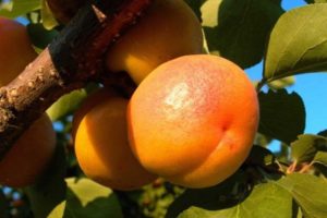 Description of the variety of apricots Peach and characteristics of frost resistance, advantages and disadvantages