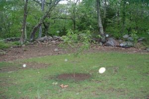 Planting and caring for apricots in the Middle Strip, the best varieties and cultivation features