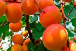 Description of the variety of apricots Russian, characteristics of fruiting and care