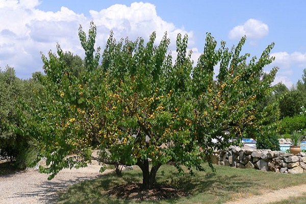 un gran árbol