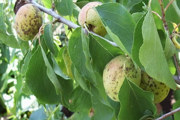 la coccomycose est affectée