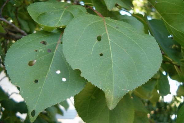 curl feuilles