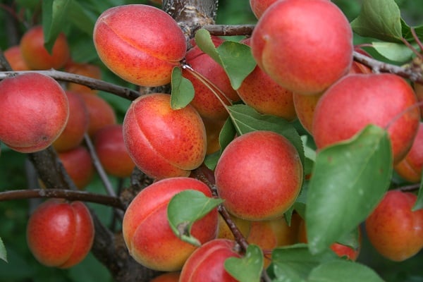 camachuelo de albaricoque