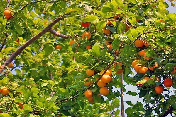 fruit mûr