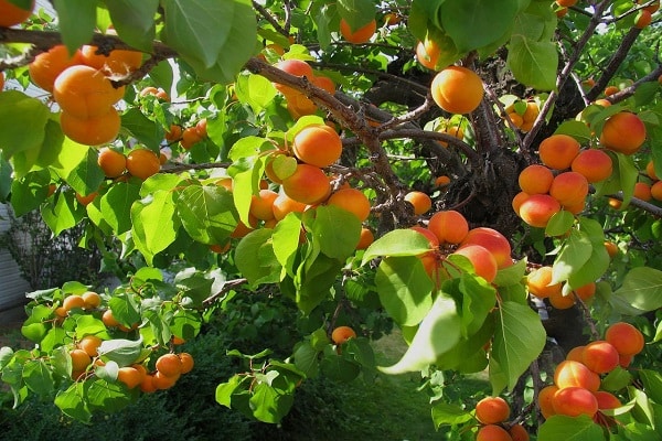 variedad autofértil