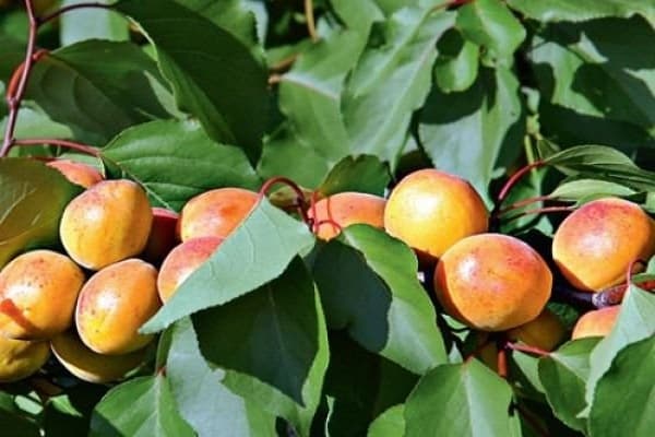 berries in leaves