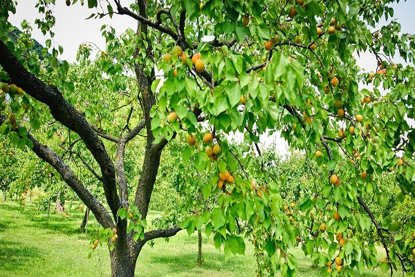 green Tree