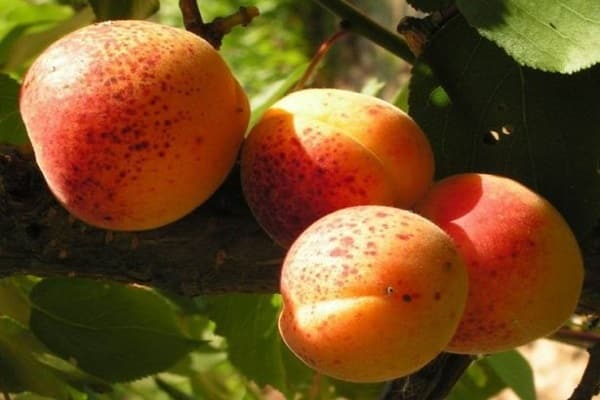 taches de naissance sur les fruits