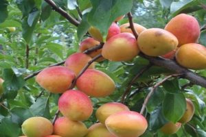 Description of the apricot variety Triumph Severny and the history of selection, planting and care