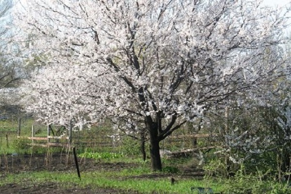 flor de primavera