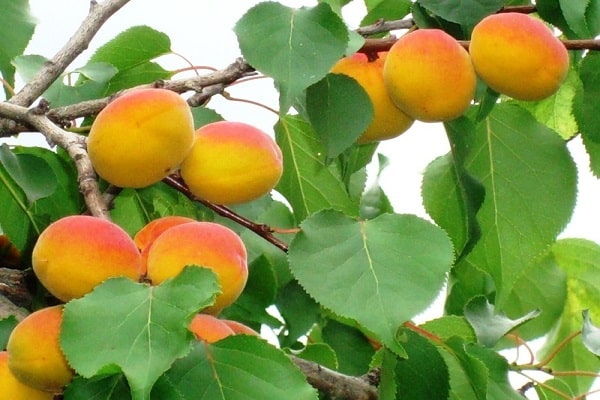 derramando frutas